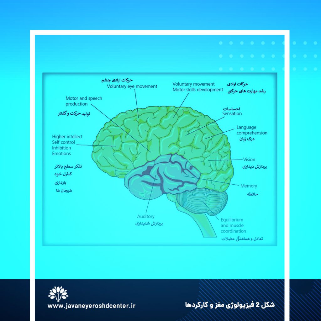 شکل 2 فیزیولوژی مغز و کارکردها هر بخش از مغز در دسته خاصی از کارکردها تخصص یافته است.