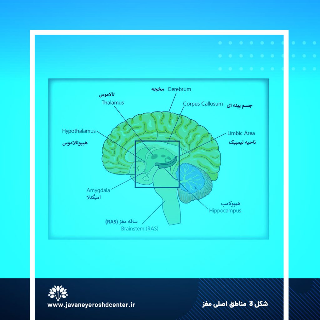 شکل 3 مناطق اصلی مغز هر بخش از مغز در دسته خاصی از کارکردها تخصص یافته است.